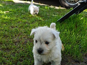 Szczenięta West Highland White Terrier - 2