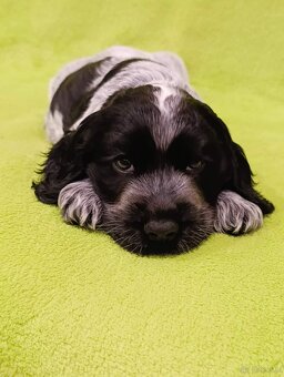 Cocker spaniel angielski - 2