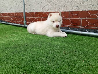 Siberian husky boy - 2