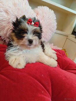 Samczyk z metryką ZKwP/FCI Biewer Yorkshire terrier - 2