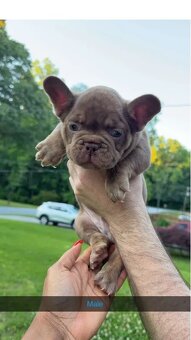Zapraszamy do hodowli Zaza Kennel Farm. Mamy piękne szczenię - 2
