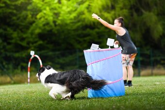Border collie - 2