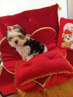 Suczka Coffi z metryką ZKwP/ FCI.Biewer Yorkshire terrier - 2