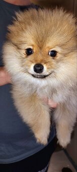 Sprzedam szczeniaków rasy szpic - 2