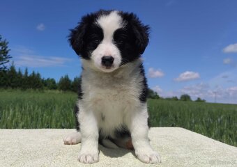 Piękna rasowa suczka - Border Collie z pełną dok. - 2