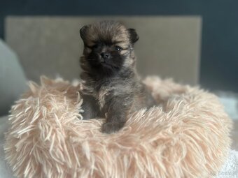 Szpic Miniaturowy, Pomeranian - 2