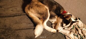 Oddam szczeniaka mieszaniec z husky - 2