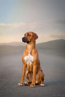Rhodesian Ridgeback szczenięta - 2