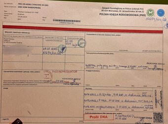 Reproduktor oferta krycia Płochacz Niemiecki Wachtelhund - 2