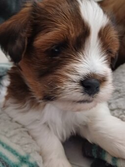 4 sauce rasa lhassa apso - 2