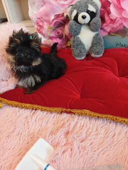 Mini samczyk Yorkshire terrier do 2 kg . - 2