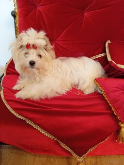 Cudowny samczyk,mały Golddust Yorkshire terrier,nie biewer. - 2