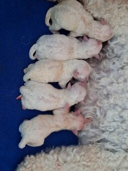 Bichon frise s PP - 2