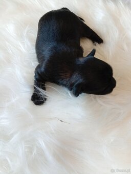 Mini suczka Black Yorkshire terrier,nie biewer. - 2