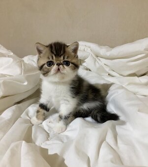 Kocięta egzotyczne krótkowłose na sprzedaż - 2