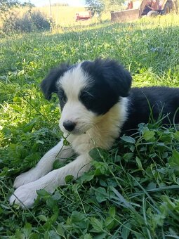 Border collie - 2