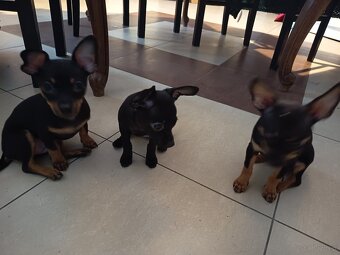 Pinczer miniaturowy - 2