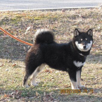 Shiba Inu, dwoje ośmiomiesięcznych szczeniąt - 2