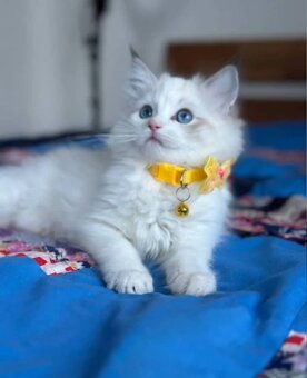 Dostępne kocięta Ragdoll i Maine Coon - 2