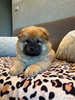 Chow Chow - 2