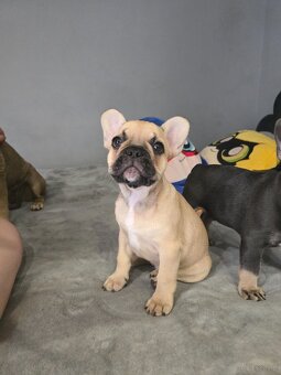 Buldog francuski dziewczynka biszkoptowa - 2