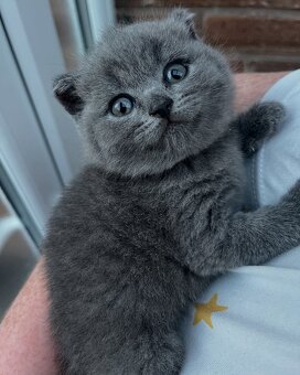 2 Kocięta brytyjskie krótkowłose na sprzedaż - 2