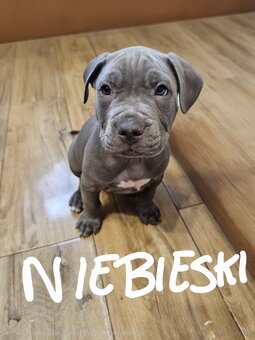 Oddam szczeniaki - 2