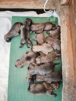 Bullmastif, Bullmastiff, Bulmastif - 2