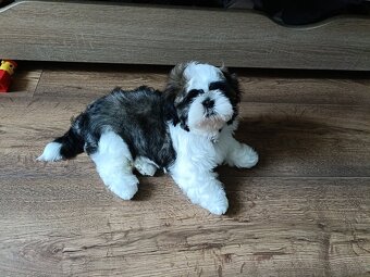 Shih Tzu Tricolor Suczka - 2