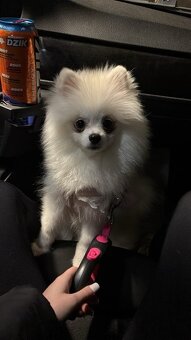 Szpic miniaturowy - 2