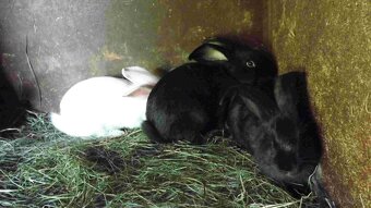 sprzedam króliki - 2