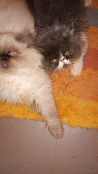 Kotek kocięta persiki. - 2