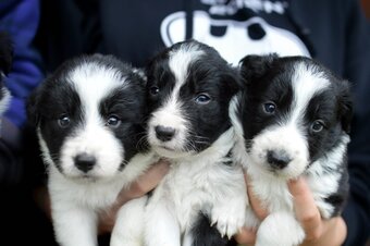 Border Collie - 2