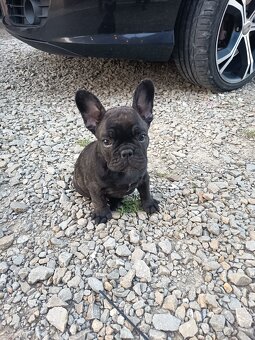 Buldog francuski - 2