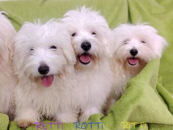 SAMIEC biały piesek Coton De Tulear szczenię ZHPR UCI Kraków - 2