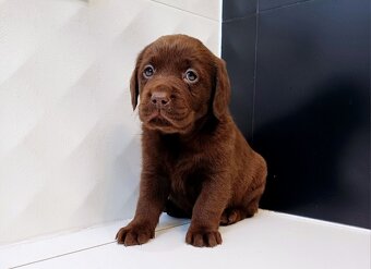 Labrador Retriever - 2