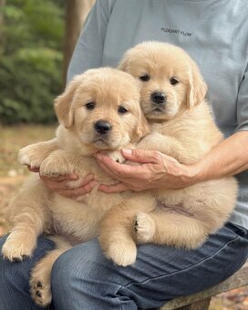 Szczenięta Golden Retriever na sprzedaż - 2