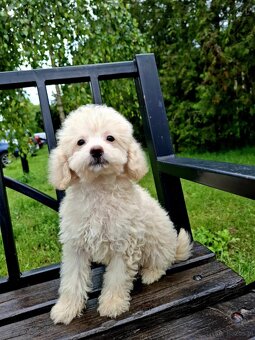 Mini suczka maltipoo - 2