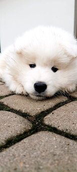 Samoyed- szczeniaki - 2