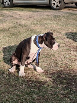 Suczka amstaff 4 miesiące - 2