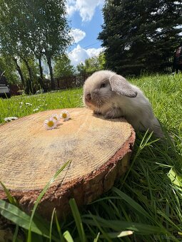 Królik miniaturowy mini lop seal point - 2