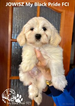 Maleńki Hawańczyk, który kocha od pierwszego spojrzenia - 2