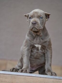 Bandog šteniatka - 2