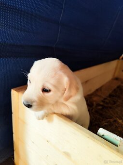 Szczeniak labrador/golden retriever - 2