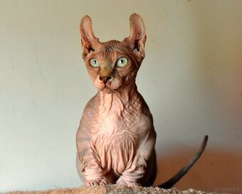 Sphynks Elf Bambino - 2