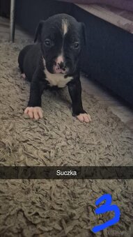 Szczeniak rasy Amstaff - 2