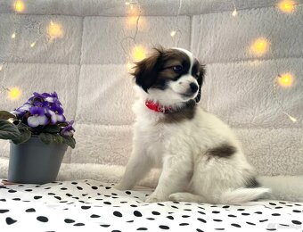 spaniel kontynentalny miniaturowy, phalene, nie papillon - 2