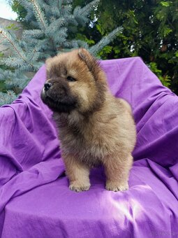 Wzorcowe Chow Chow Czał Czał rodzice FCI - 2