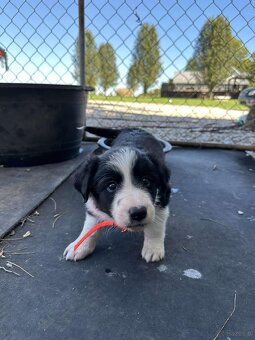 Piękne szczenięta Border Collie - 2