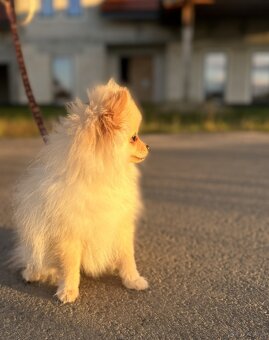 Szpic miniaturowy pomeranian - 2